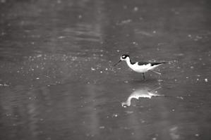 Black-winged stilt